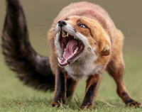 Нападения диких лис