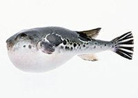 Рыба Фугу