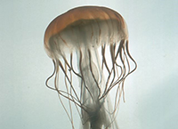 Гигантская медуза